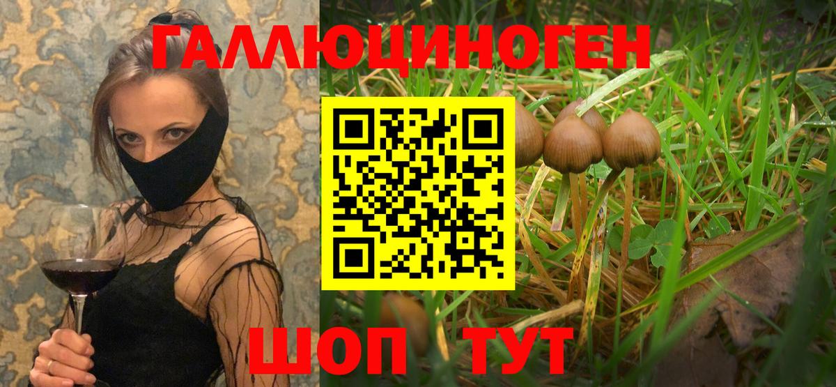 Псилоцибиновые грибы Psilocybe Киреевск